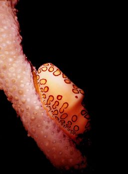 MMII EX / Macro 2:1. Flamingo tongue - Foodline. Bonaire.... by John Akar 